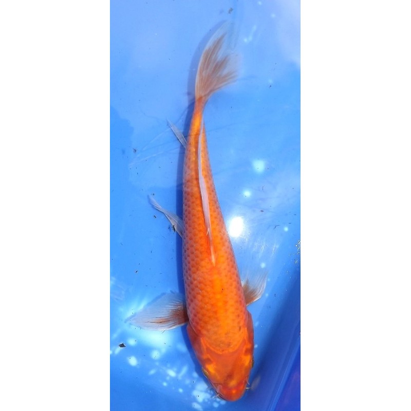 Red Karashigoï voile 25-30 cm