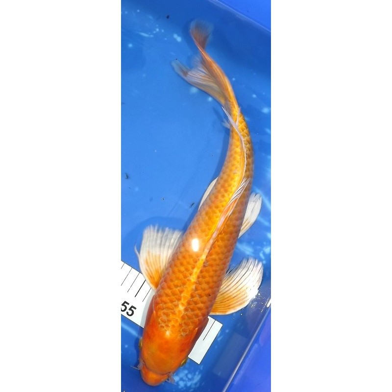 Yamabuki voile 35-40cm