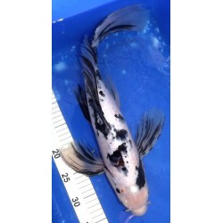 Showa voile 45-50 cm