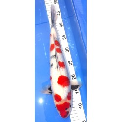 Ginrin Kindaï Showa 37 cm Teradomari Koï Farm