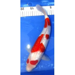 Résa : Ginrin Kohaku 36 cm Teradomari Koï Farm