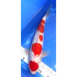 Ginrin Maruten Kohaku 36 cm Teradomari Koï Farm
