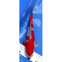 Résa : Goshiki 29 cm IKARASHI OZUMI