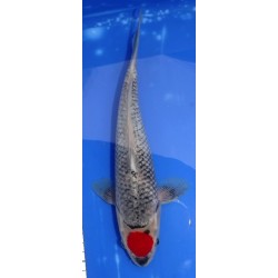 Tancho Goshiki 29 cm IKARASHI OZUMI