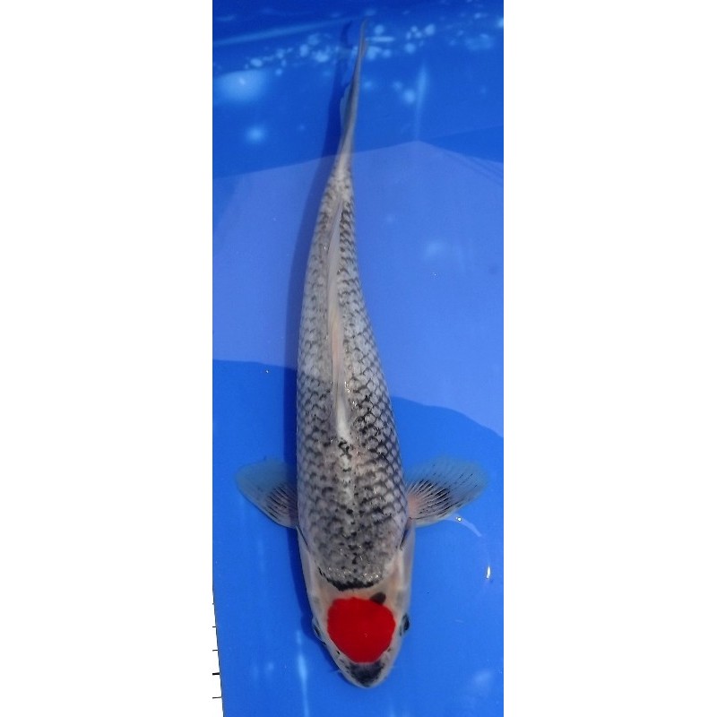 Tancho Goshiki 29 cm IKARASHI OZUMI