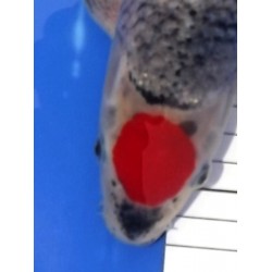 Tancho Goshiki 29 cm IKARASHI OZUMI