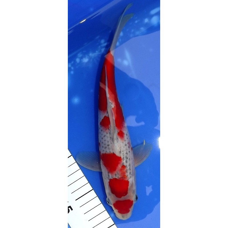 Maruten Goshiki 26 cm IKARASHI OZUMI