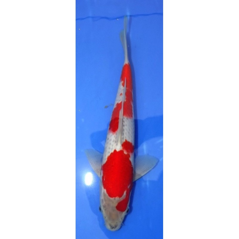 Goshiki 27 cm IKARASHI OZUMI