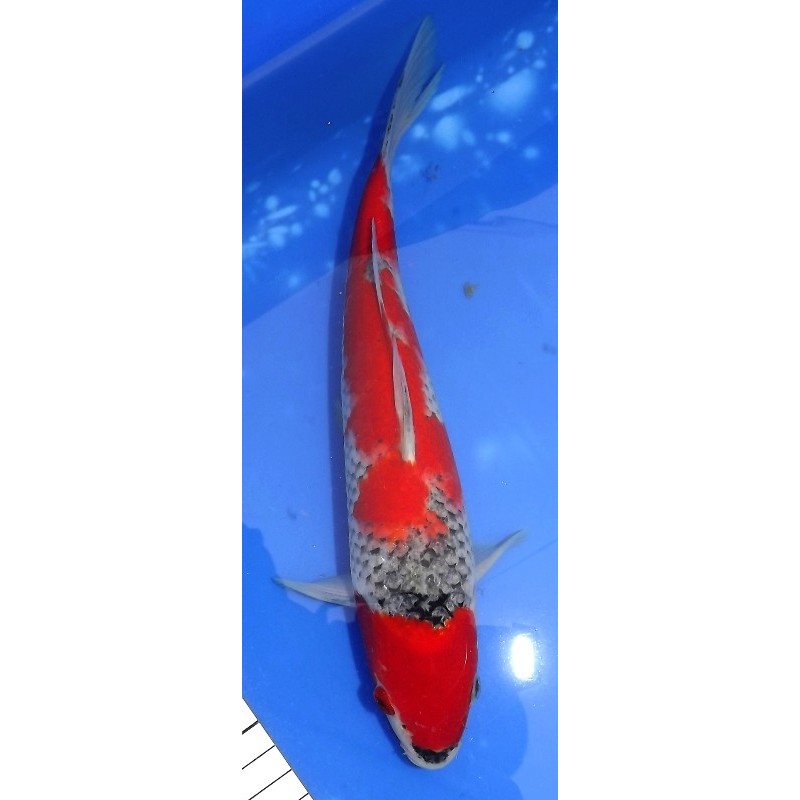 Goshiki 26 cm IKARASHI OZUMI