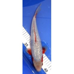 Ginrin Asagi 32cm IKARASHI OZUMI