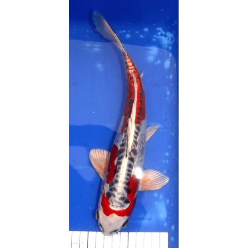 Doitsu Kujaku 30cm IKARASHI OZUMI