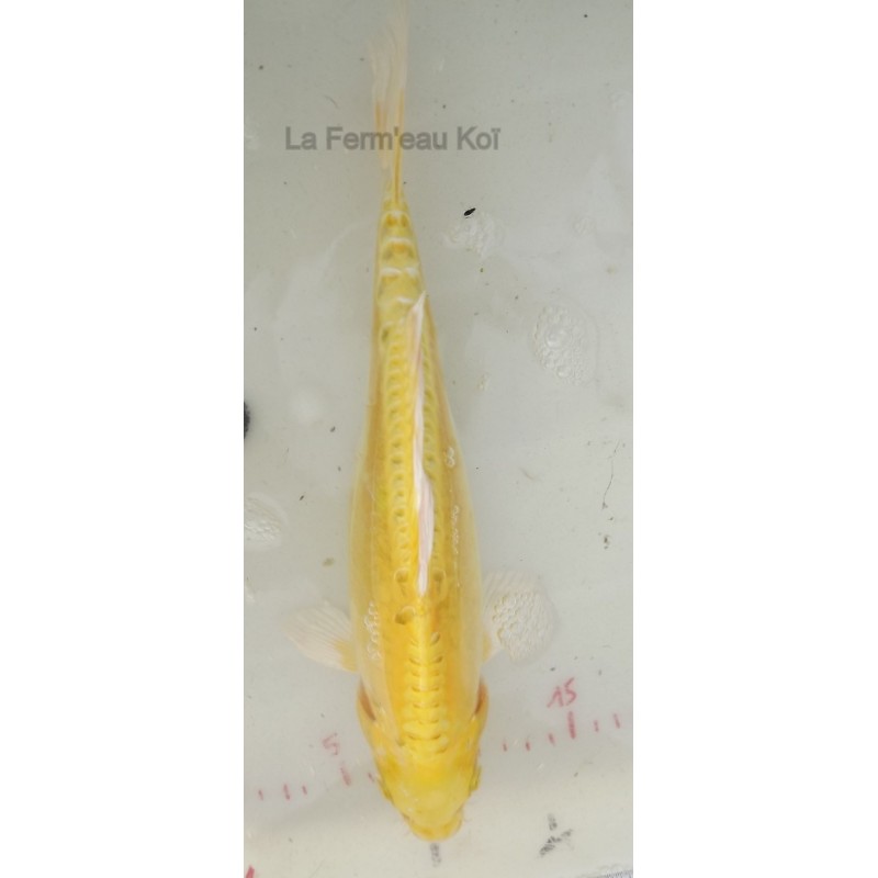 Doitsu yamabuki 25-30 cm