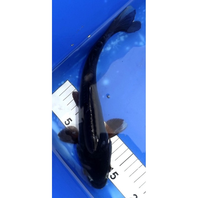 Doitsu Karasugoi 28cm IKARASHI OZUMI