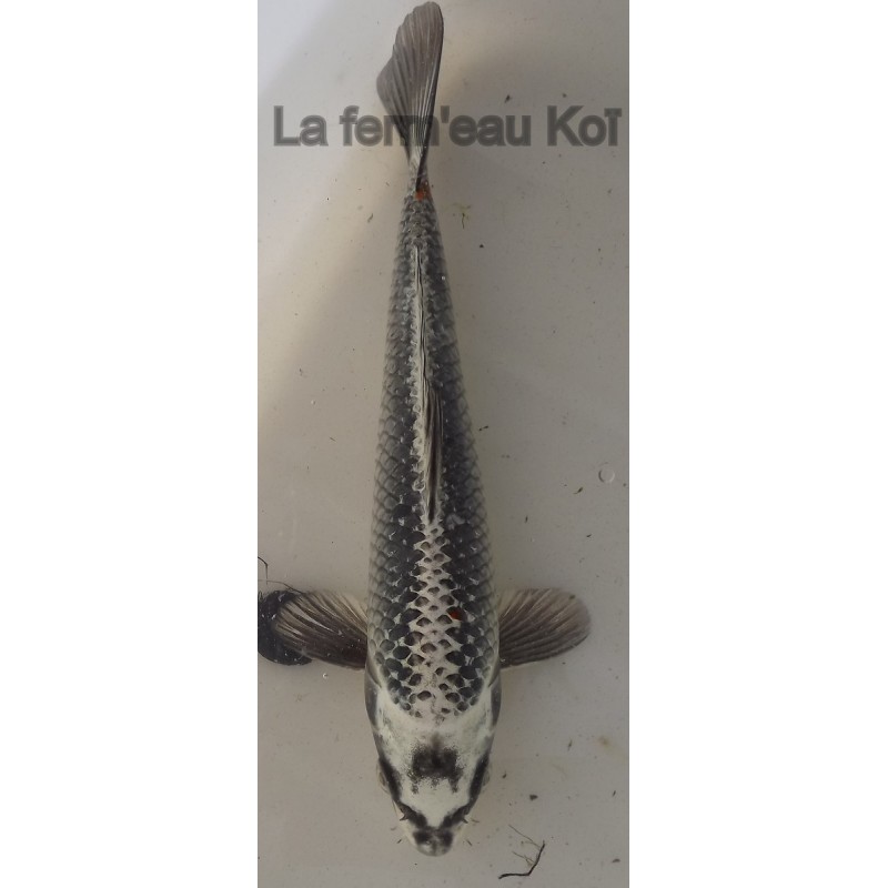 Gin matsuba 20-25 cm