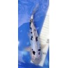 Doitsu Shiro Bekko 20-25 cm