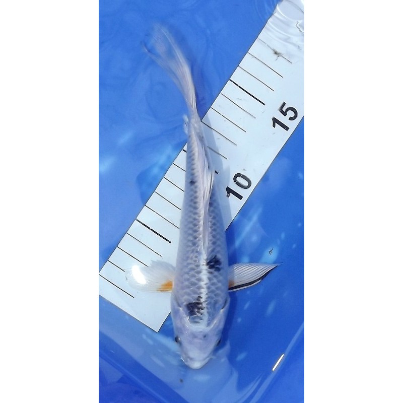 Ki Sanke voile 20-25 cm