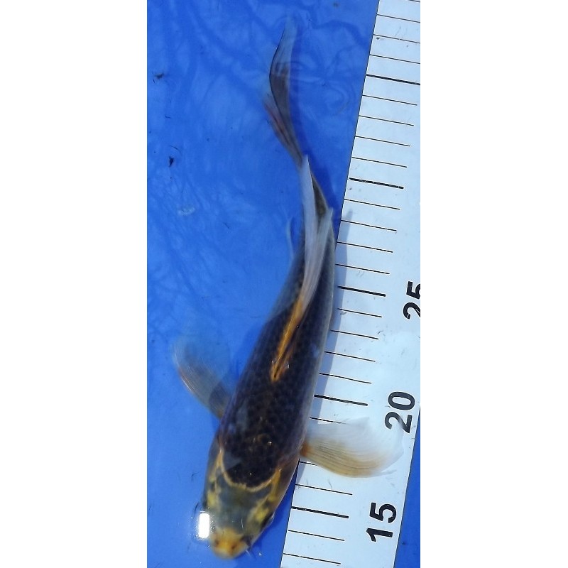 Ki Matsuba voile 20-25 cm