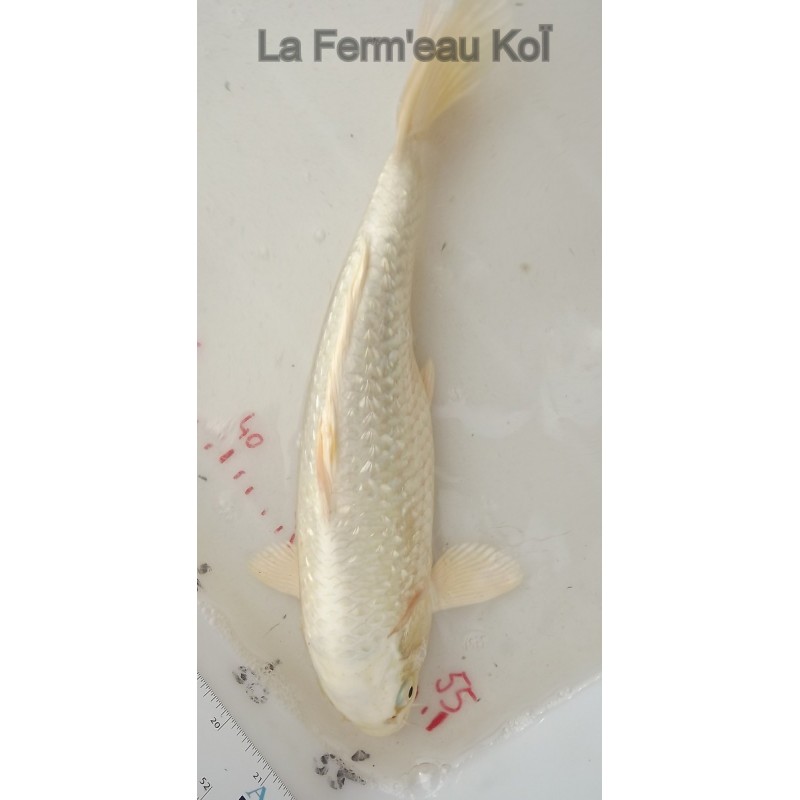 Ginrin platinium femelle 25-30cm