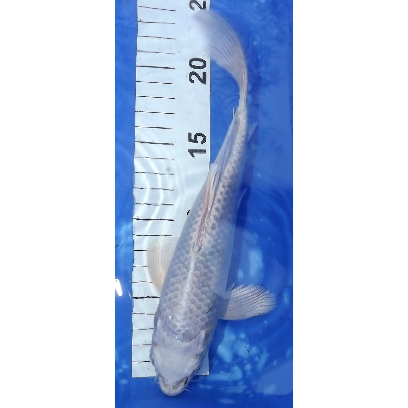 Gin Shiro Bekko voile 20-25 cm