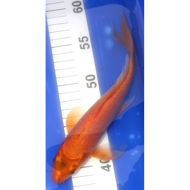 Karashigoï voile 20-25 cm