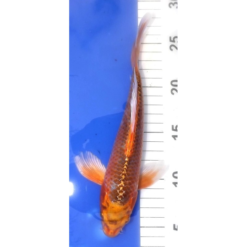 Kujaku voile 20-25 cm