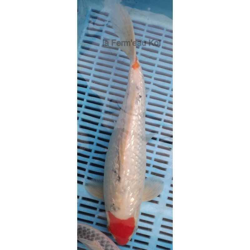 Ginrin menkaburi sanke femelle 35-40 cm