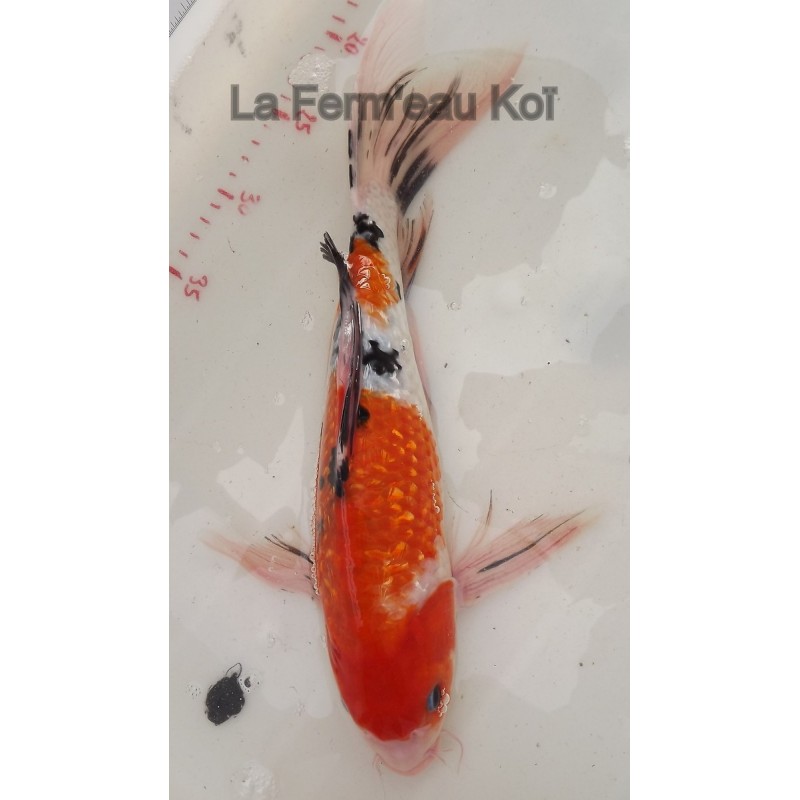 Ginrin sanke MALE voile 30-35 cm