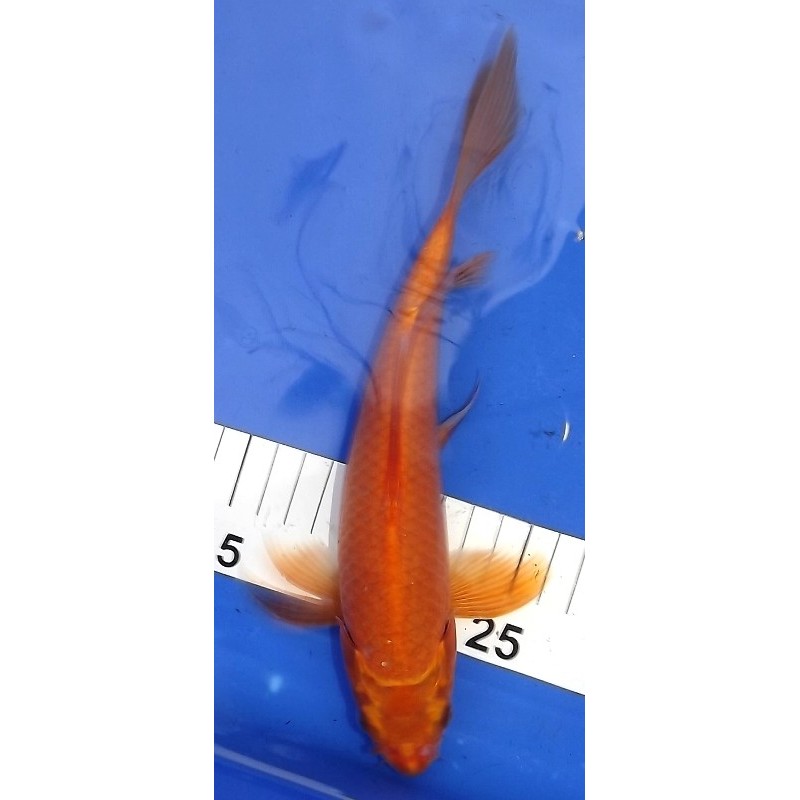 Orenji voile 25-30 cm