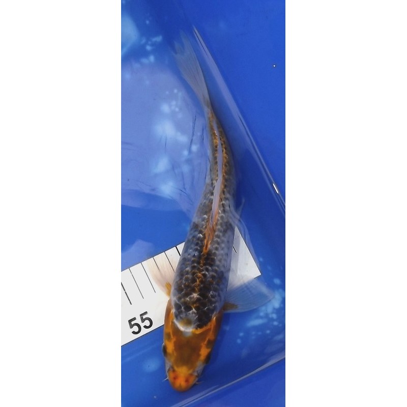 Kujaku voile 25-30 cm