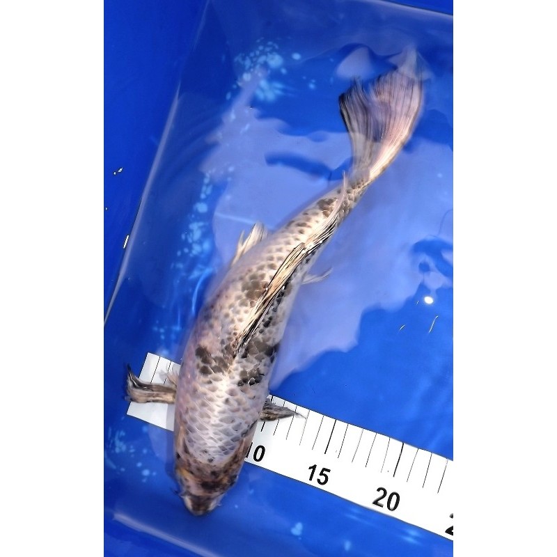 Gin Shiro Bekko voile 35 cm