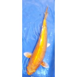 Yamabuki 30-35 cm : 3 dispo