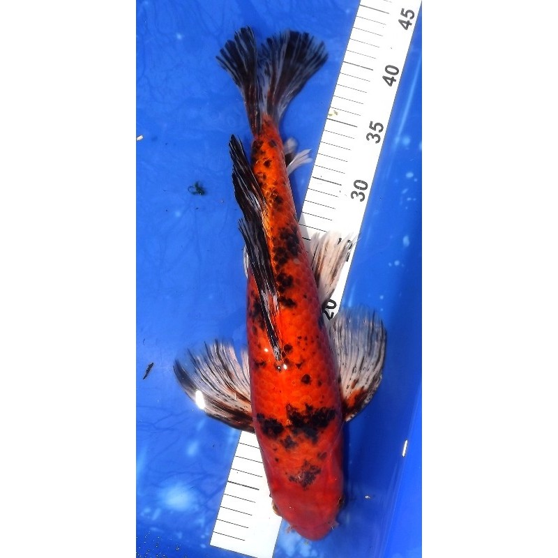 Hi Utsuri voile 40-45 cm