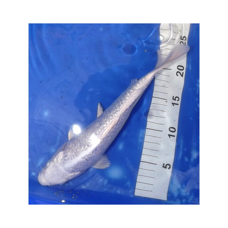 Ginrin Platinum 25-30 cm