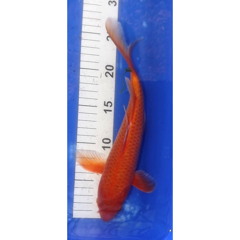 red Karashigoï voile 25-30 cm