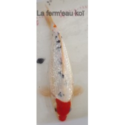 Ginrin menkaburi sanke femelle 35-40 cm