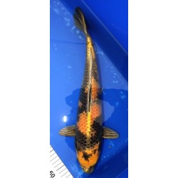 Résa : Kin Ki Utsuri 43 cm éleveur YAMAZAKI