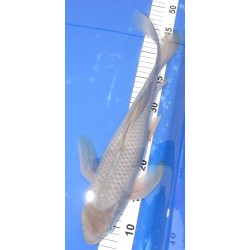 Soragoï voile 40 cm éleveur YAMAZAKI