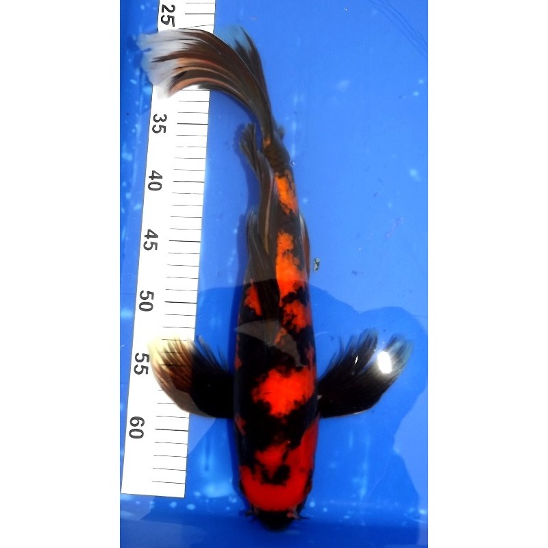 Hi Utsuri voile 40-45 cm éleveur YAMAZAKI