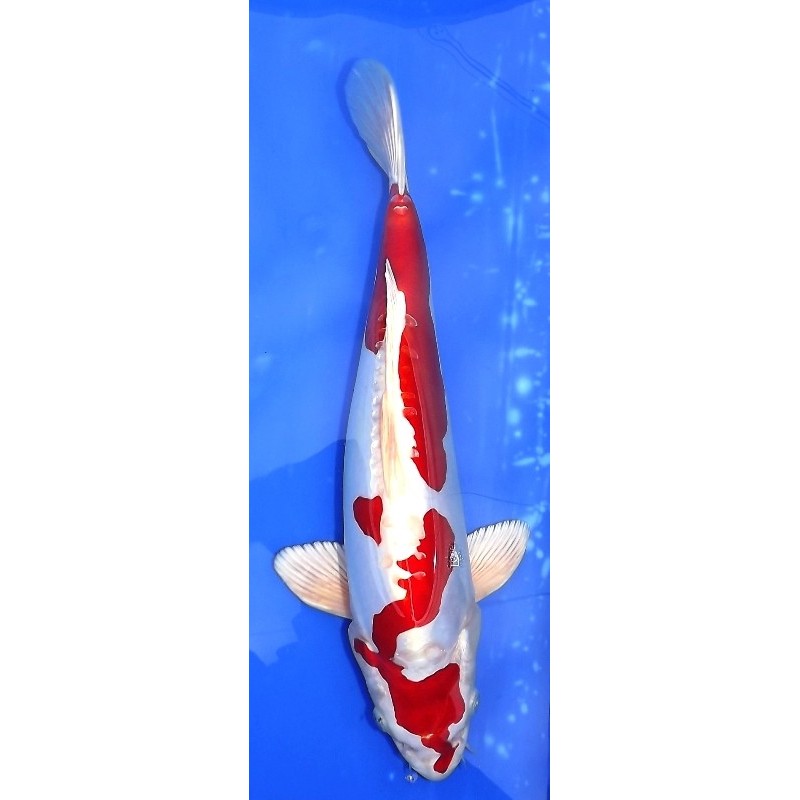 Résa : Kikusui 35-40 cm éleveur Aoki