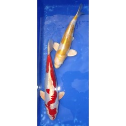 Résa : Kikusui 35-40 cm éleveur Aoki