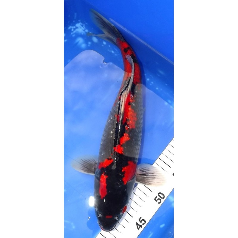 Ginrin Kuro Goshiki 35-40 cm éleveur Aoki