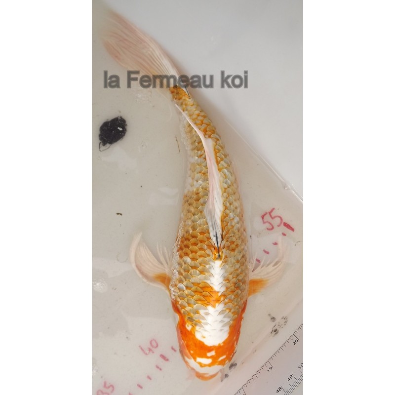 Hariwake voile 30-35cm