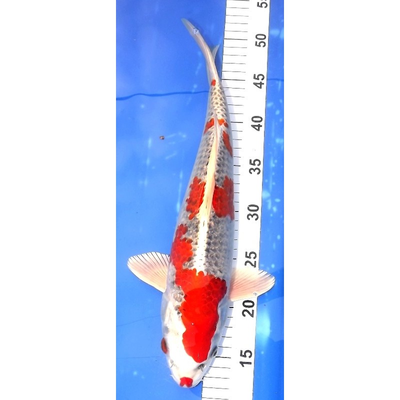 Kujaku 35-40 cm éleveur Aoki