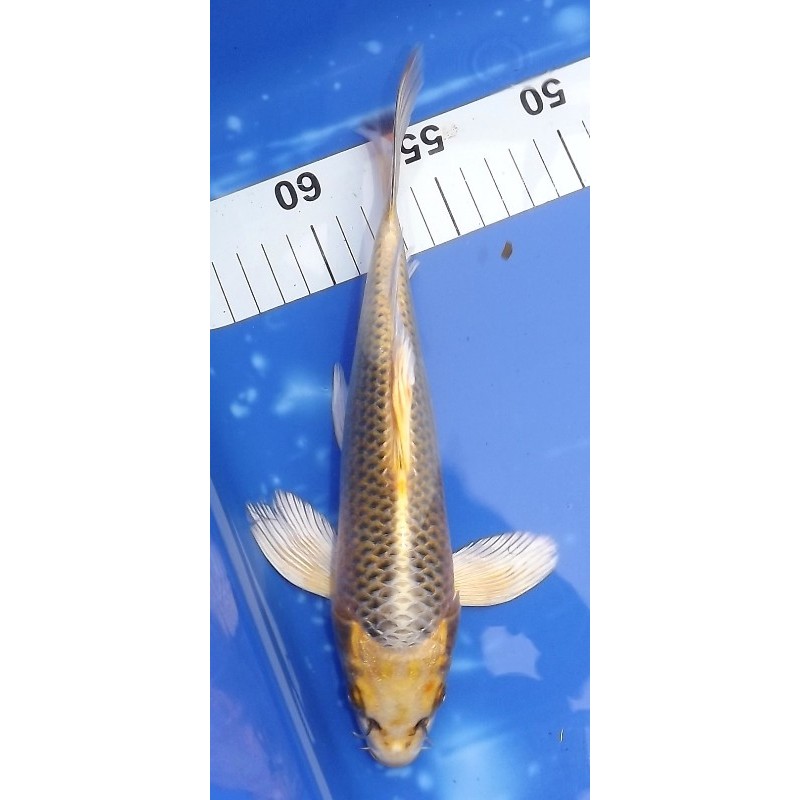 Ki Matsuba voile 25 cm