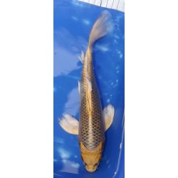 Ki Matsuba voile 25 cm