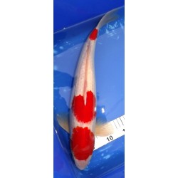 Kohaku (Sandan) mâle 47 cm