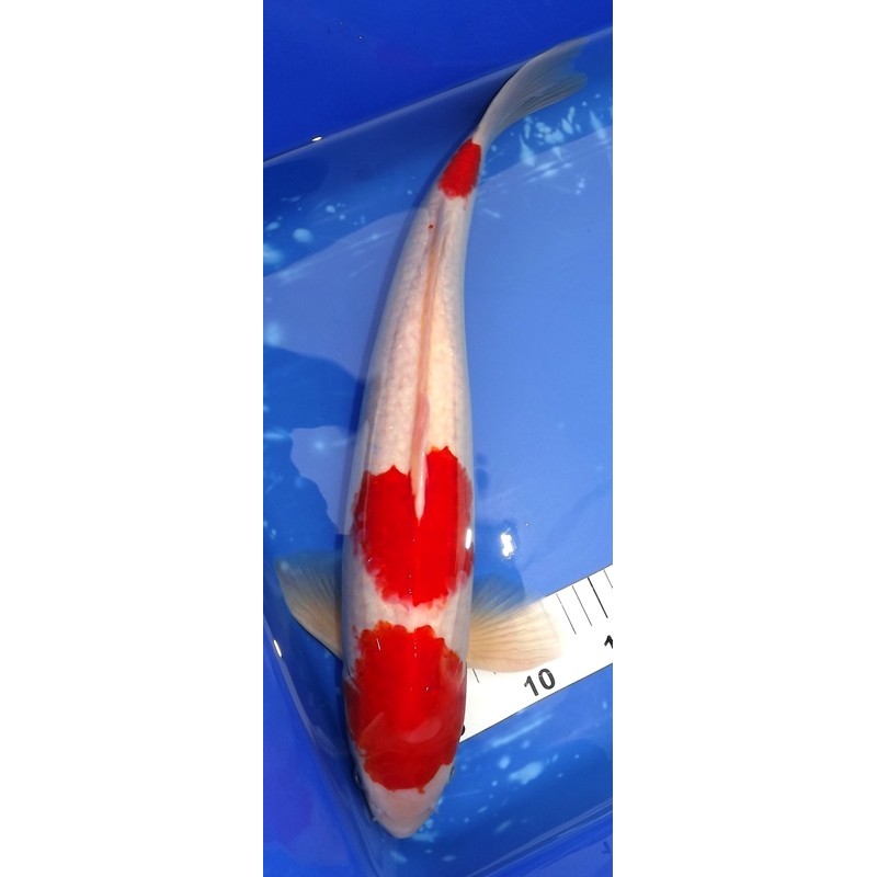 Kohaku (Sandan) mâle 47 cm