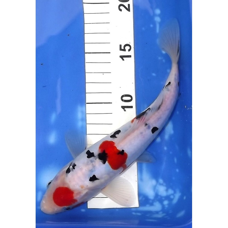 Doitsu Maruten Sanke 20-25 cm