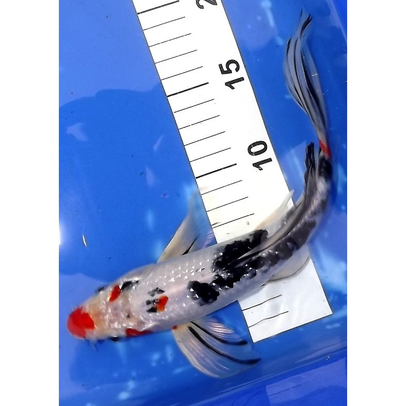 Ginrin Sanke métallique voile 20-25 cm