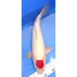 Tancho Kohaku 42 cm Teradomari Koï Farm